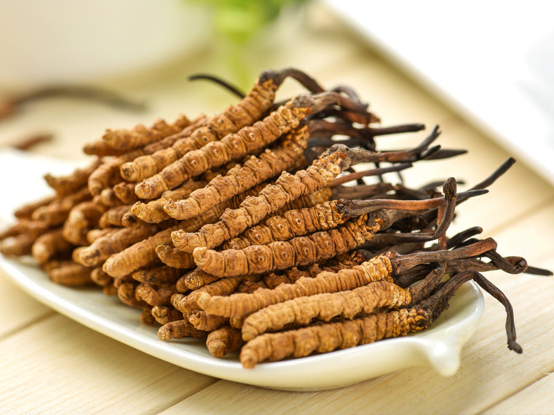 Wild Cordyceps, 13 Frequently Asked Questions!