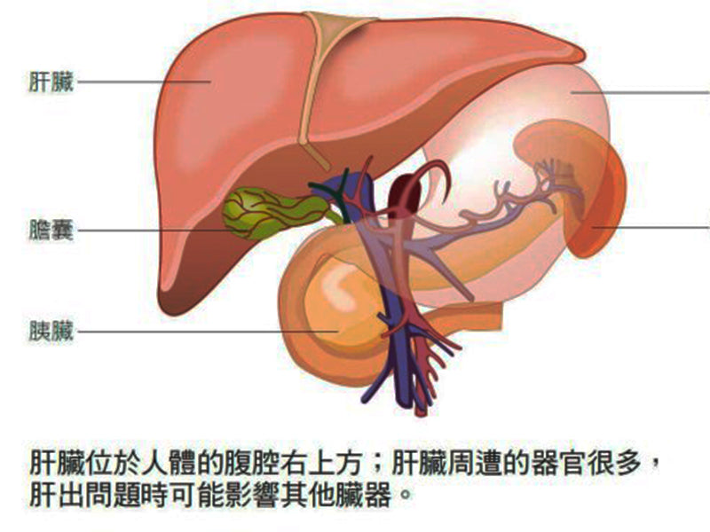 灵芝养肝，这3个细节一定要看！