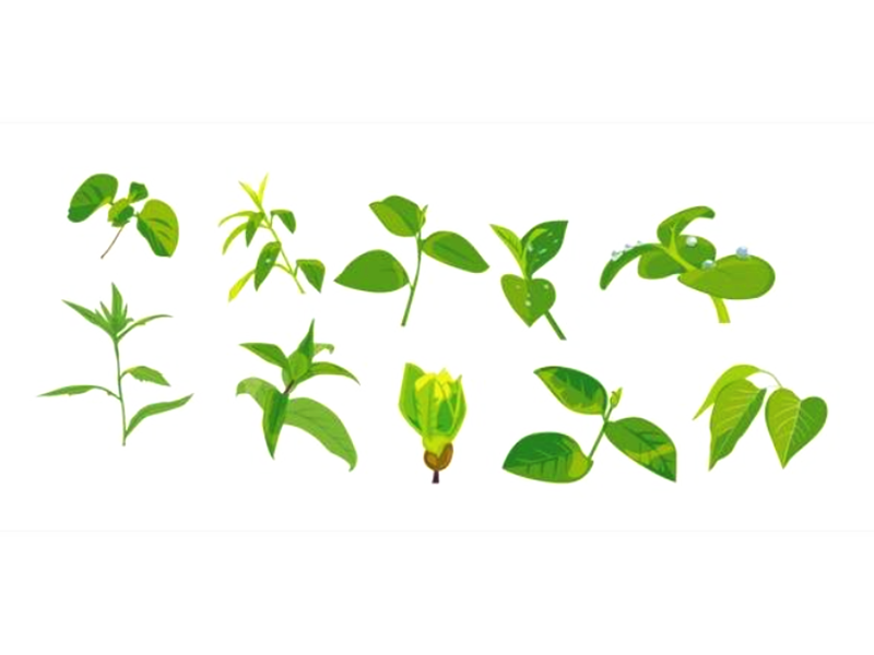 5个秘诀-安全使用草药补品