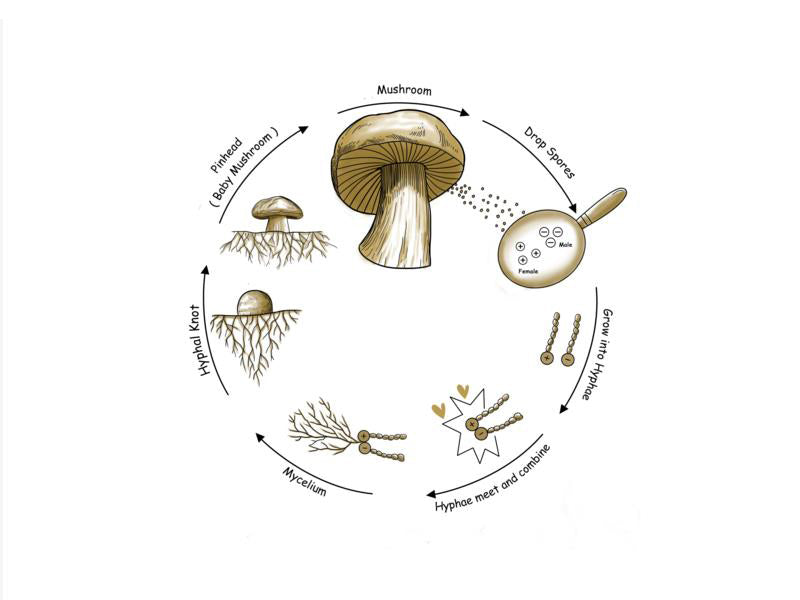 Do you know Reishi Mushroom's Life Cycle